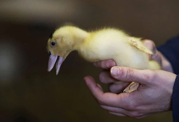A French farmer holds a duckling at a poultry farm in Doazit