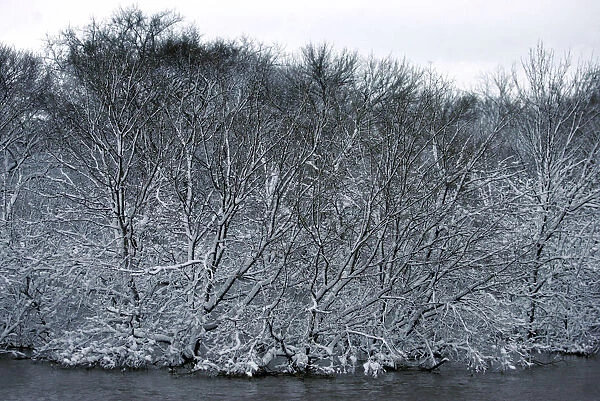 Fresh wet snow sticks to trees in the flood waters of the Red River of the North looking