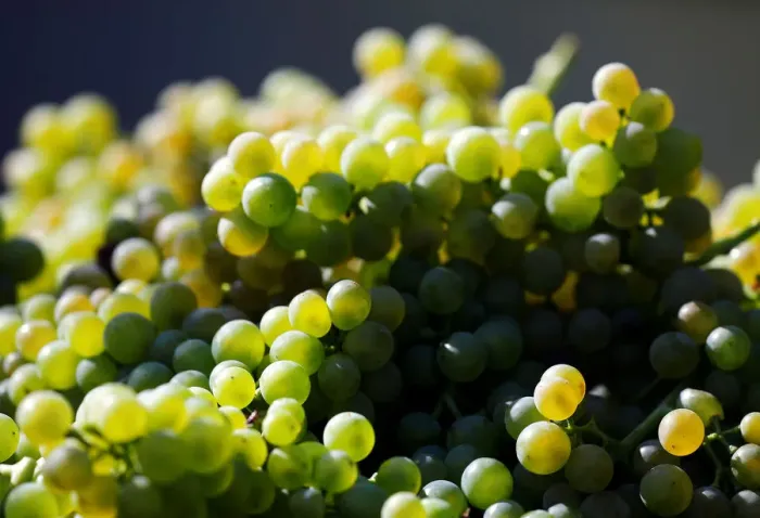 Framed Print : Freshly harvested Solaris grapes for the production of fermented young wine Framed Print : Freshly harvested Solaris grapes for the production of fermented young wine