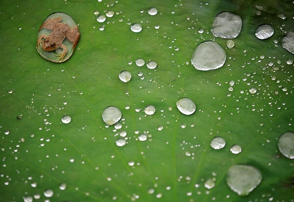 A frog is pictured on the leaf of a lotus after the rain at a pond in Lalitpur