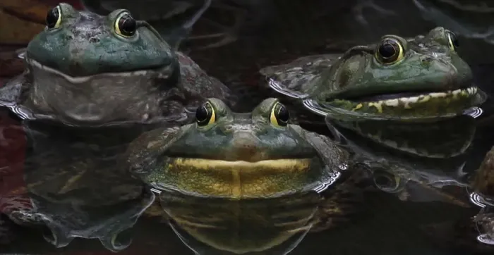 Framed Print : Frogs rest in a pond where they are being raised as food Framed Print : Frogs rest in a pond where they are being raised as food