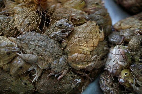 Frogs are seen in a net at a market in Bangkok