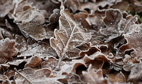 Frost covers fallen leaves in Dunham Park near Altrincham, northern England