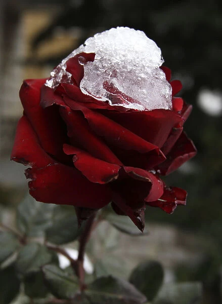 Frost settles on a garden rose in Ain Jdideh village