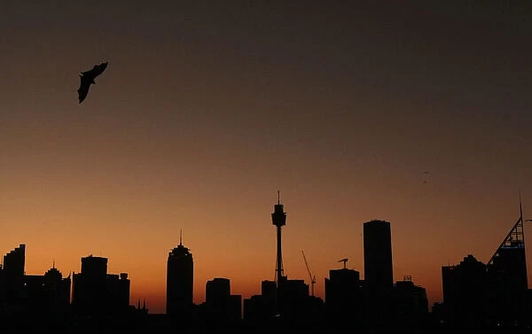 Fruit bat flies over the Sydney skyline at dusk