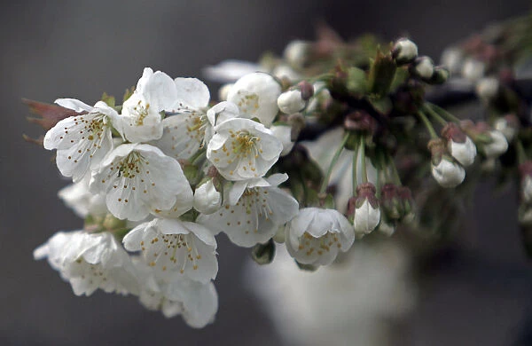 Full-bloom cherry blossoms are seen inside garden in Srinagar