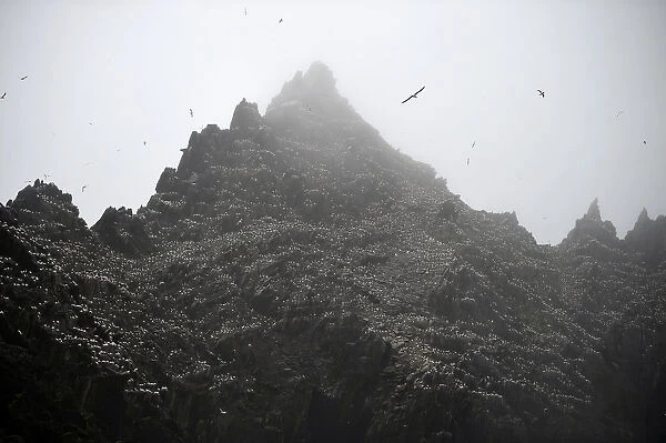 A gannet colony is seen in the mist on Little Skellig island off the County Kerry coast