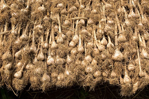 Garlic dries in a greenhouse at Quail Hill Farm in Amagansett