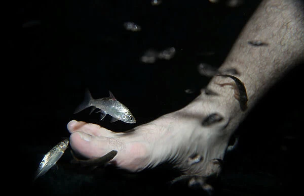 Garra rufa obtusas, also known as doctor fish, swim around the foot of a man as he