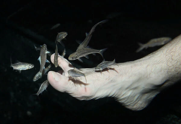 Garra rufa obtusas, also known as doctor fish, swim around the foot of a man as he