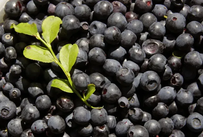 Framed Print : Gathered blueberries are seen in a marsh near the village of Borki