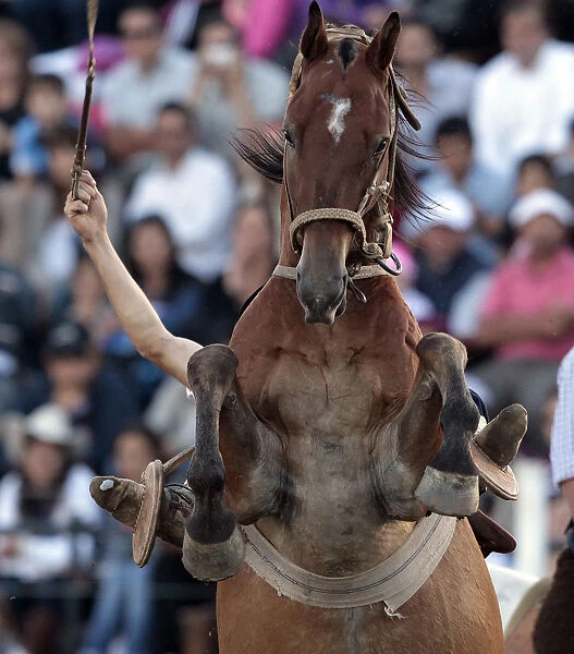 A gaucho rides a wild horse during the annual celebration of Criolla Week in Montevideo