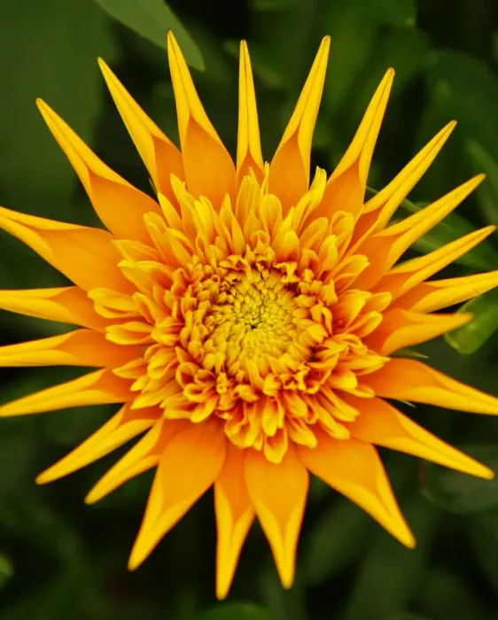 Framed Print : A Gazania flower is on display during the 2009 California Pack Trial at the Ecke Ranch Framed Print : A Gazania flower is on display during the 2009 California Pack Trial at the Ecke Ranch