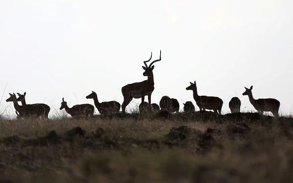 Gazelles are seen in Masai Mara National Reserve