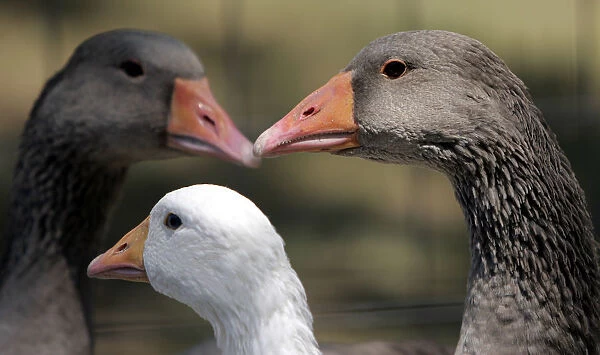 Geese are pictured during the first Hungarian foie gras festival