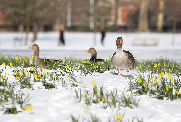 Geese walk next to daffodils in the snow in St James Park, London