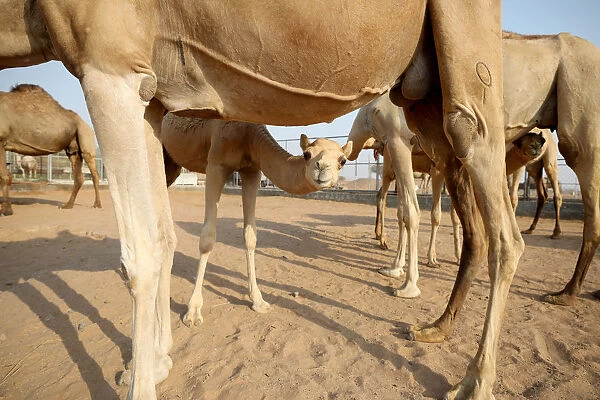 A general view of camels at a farm in Adhen Village