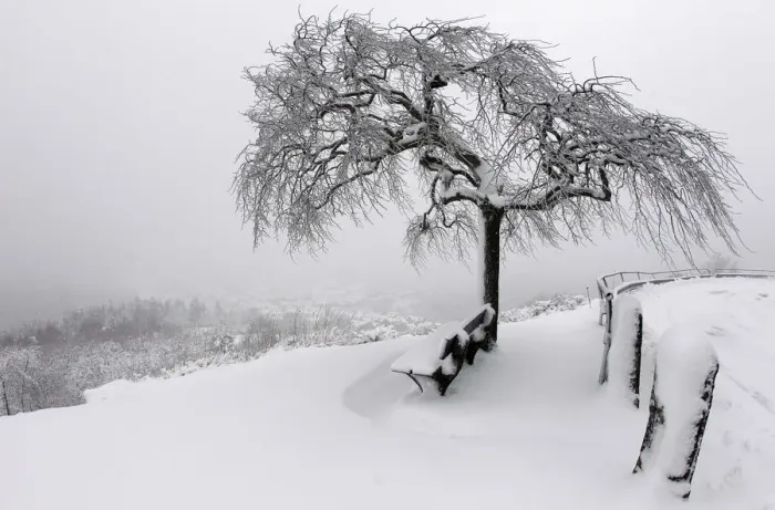 Framed Print : General view of a country scene with a tree covered with freshly-fallen snow in Dabo Framed Print : General view of a country scene with a tree covered with freshly-fallen snow in Dabo