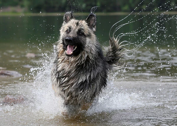 A German Shepherd runs in the water along the bank of the Yenisei River on a hot summer