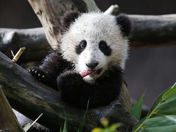 Giant Panda cub Xiao Liwi is shown for the first time on public display after the section