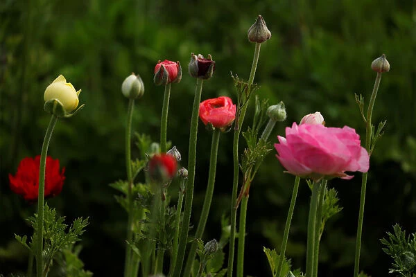 Giant Tecolote ranunculus flowers begin to bloom at the Flower Fields at Carlsbad
