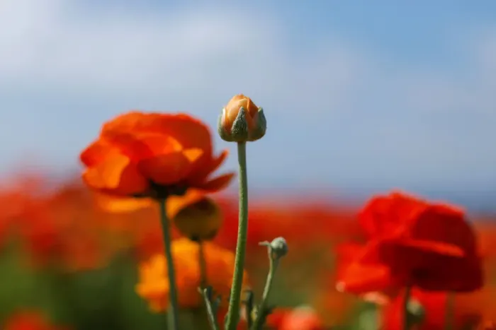 Framed Print : Giant Tecolote ranunculus flowers begin to bloom at the Flower Fields at Carlsbad Ranch Framed Print : Giant Tecolote ranunculus flowers begin to bloom at the Flower Fields at Carlsbad Ranch
