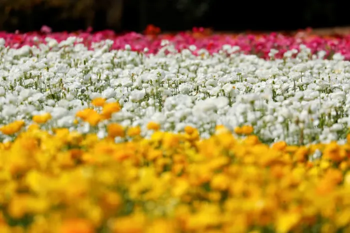 Framed Print : Giant Tecolote ranunculus flowers bloom at the Flower Fields at Carlsbad Ranch in Carlsbad Framed Print : Giant Tecolote ranunculus flowers bloom at the Flower Fields at Carlsbad Ranch in Carlsbad