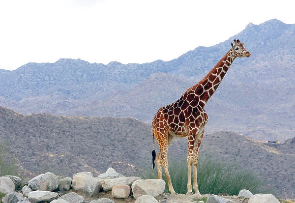 A giraffe is seen at the Living Desert zoo in Palm Desert