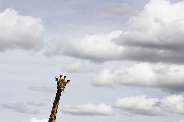 A giraffe is seen in Masai Mara game reserve