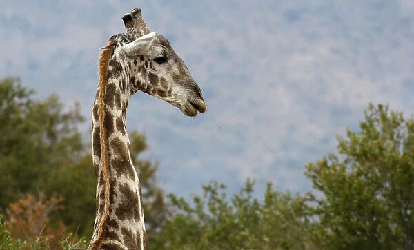 A giraffe is seen at a nature reserve in Pilanesberg