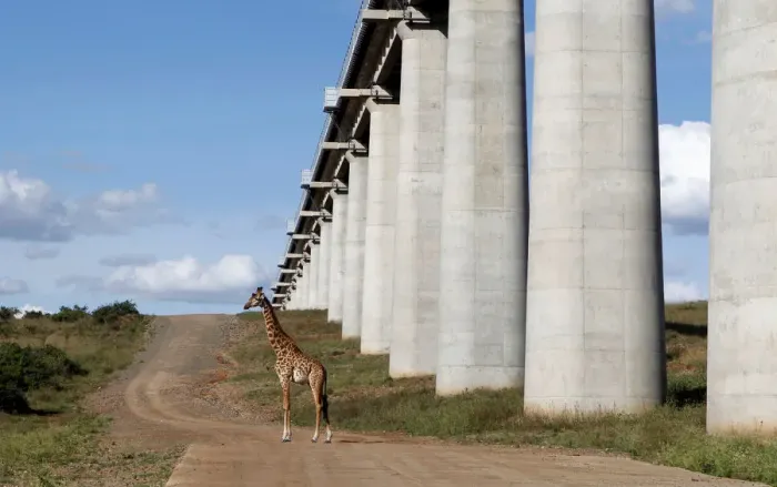 Framed Print : A giraffe walks near the elevated railway line that allows movement of animals below Framed Print : A giraffe walks near the elevated railway line that allows movement of animals below