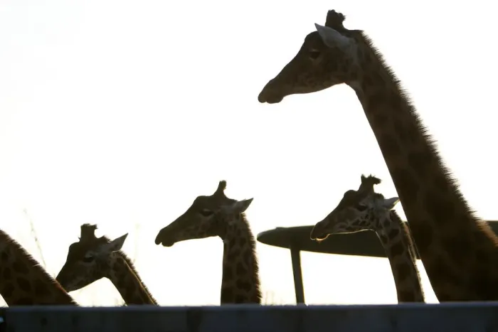 Framed Print : Giraffes gather at the Paris Zoological Park in the Bois de Vincennes in the east of Framed Print : Giraffes gather at the Paris Zoological Park in the Bois de Vincennes in the east of