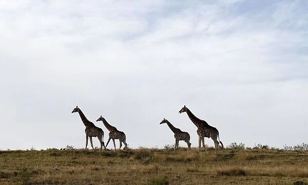 Giraffes graze at Botlieskop Day Safaris, near Mossel Bay