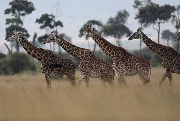 Giraffes are seen in Masai Mara National Reserve