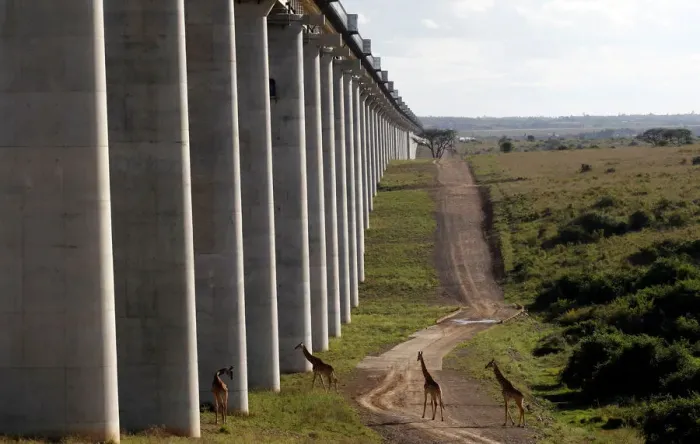 Framed Print : Giraffes walk near the elevated railway line that allows movement of animals below Framed Print : Giraffes walk near the elevated railway line that allows movement of animals below