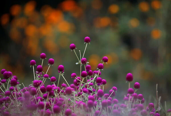 Globe amaranth flowers, used to make garlands and offer prayers