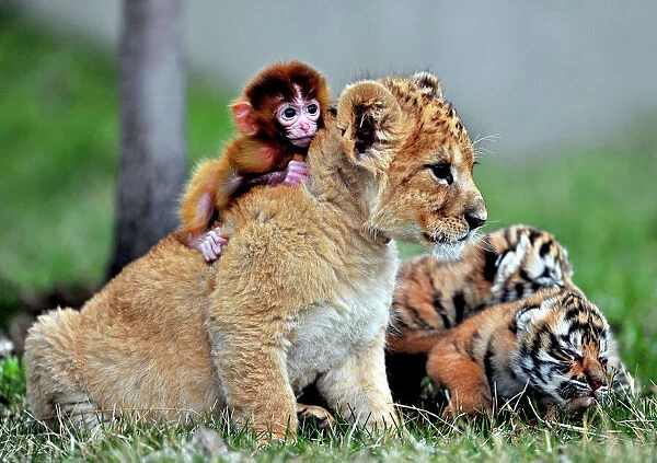 GM1E95312NF01. A baby monkey, a lion cub and tiger cubs play at the Guaipo