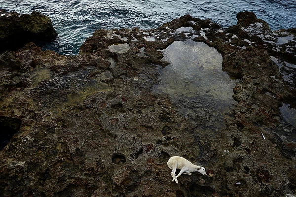 A goat lies on the seafront before being sacrificed by followers of Afro-Cuban Santeria
