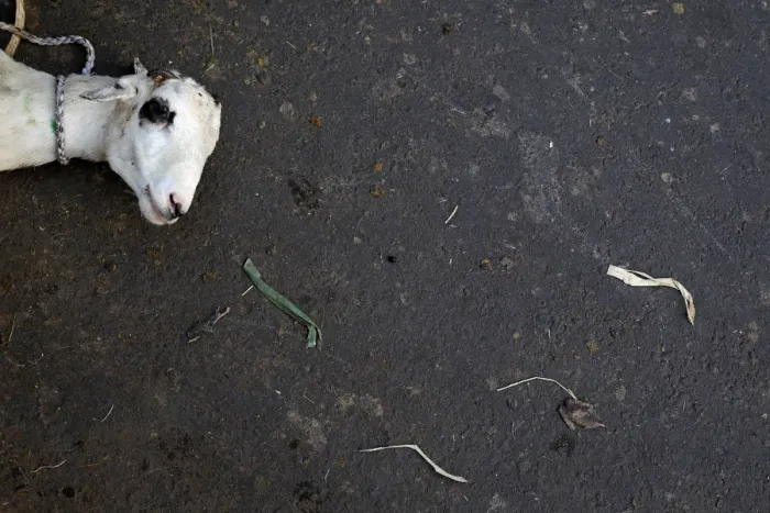 Framed Print : A goat is prepared to be sell ahead of the Eid al-Adha festival in Jakarta