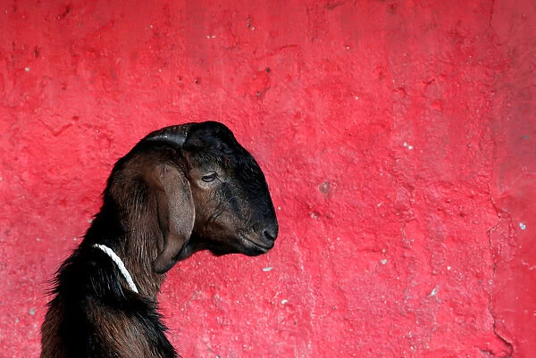 A goat for sale for the upcoming Muslim Eid Al-Adha holiday in Jakarta