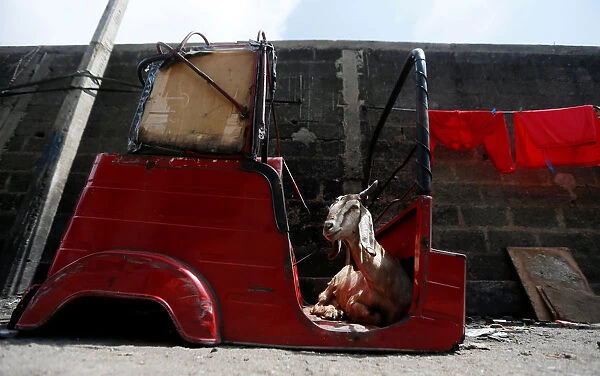 A goat sits inside a body part of a three-wheeler in a Muslim village in Colombo