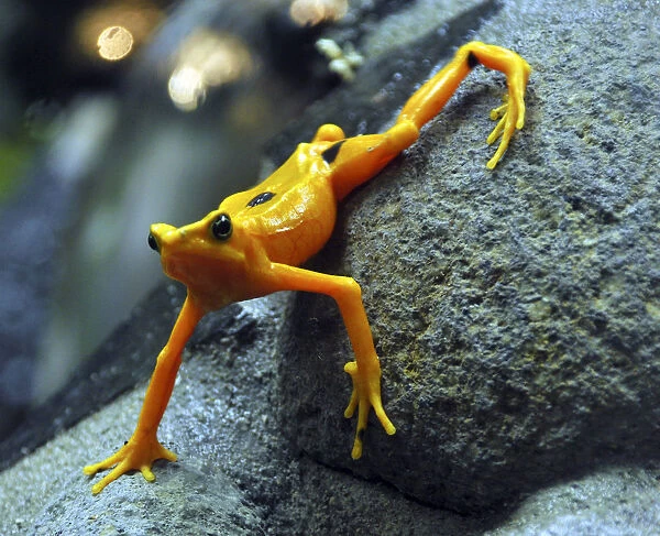 A gold frog is seen at the El Nispero Zoo in El Valle town