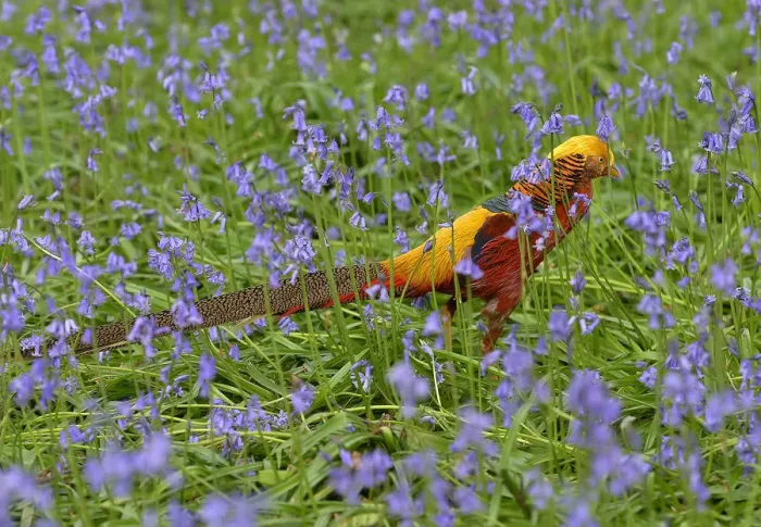 Framed Print : A golden pheasant walks amongst bluebells at Kew Gardens in west London Framed Print : A golden pheasant walks amongst bluebells at Kew Gardens in west London