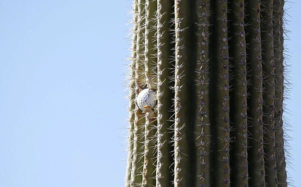 A golf ball is seen stuck high in a cactus on the second hole during a practice round of
