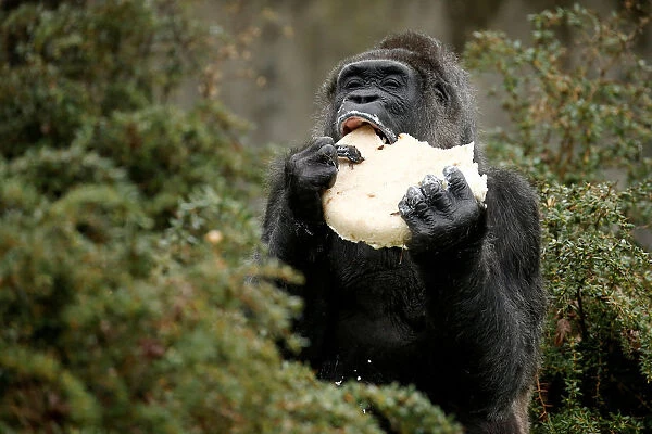 Gorilla Fatou eats a birthday cake at the Berlin Zoo