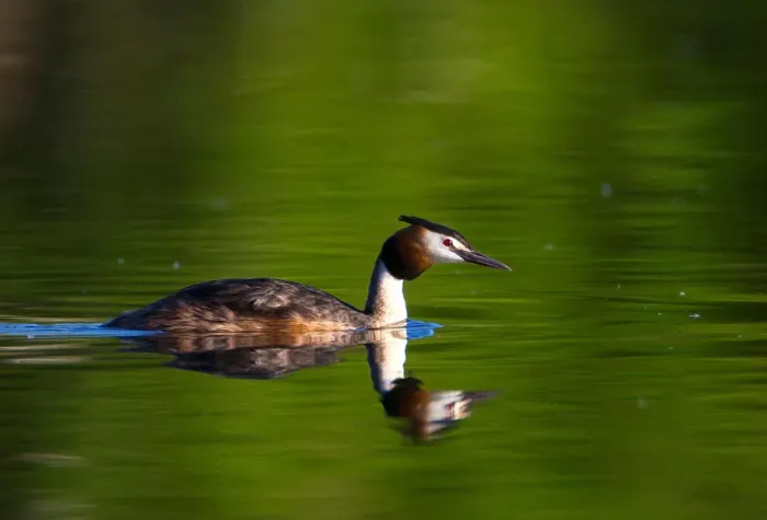 Framed Print : A great crested grebe swims in a lake near the the town of Vileika Framed Print : A great crested grebe swims in a lake near the the town of Vileika