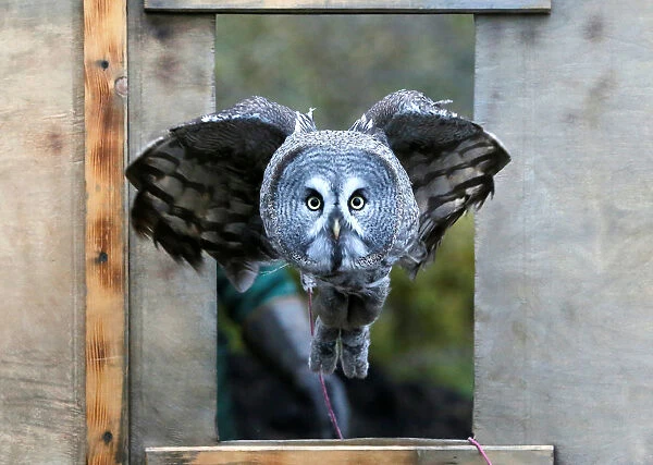 Great gray owl, flies through a window during a training session in Krasnoyarsk