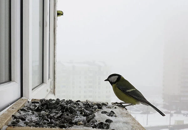 Great tit feeds at bird feeder at a window sill of an apartment in Minsk