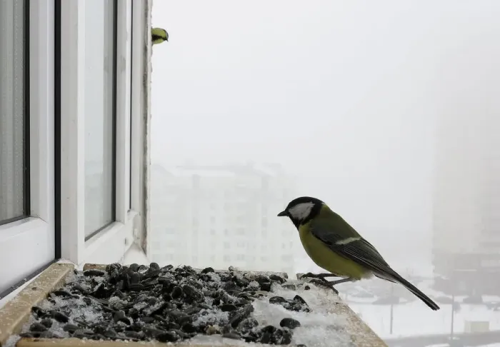 Framed Print : Great tit feeds at bird feeder at a window sill of an apartment in Minsk