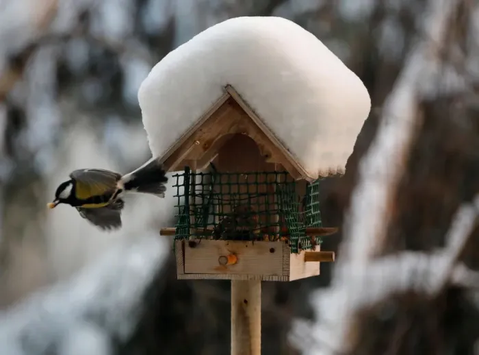 Framed Print : A great tit leaves a snow-covered bird feeder in Paris Framed Print : A great tit leaves a snow-covered bird feeder in Paris